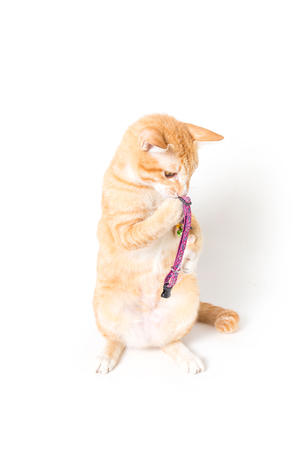 Orange little Cat on white backgroundの写真素材