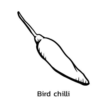 Bird chili vector illustration. Chili pepper line drawingのイラスト素材
