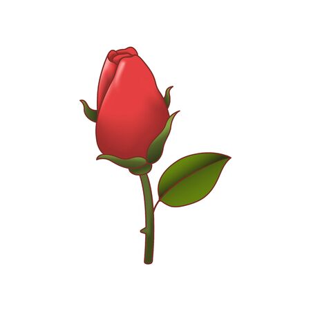 Red rose isolated. Vector illustrationのイラスト素材