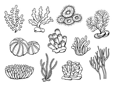 Coral drawing doodle set. Vector illustrationのイラスト素材