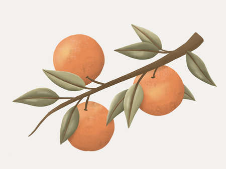 Orange fruit and Leaves. illustration draw wallpaperの写真素材