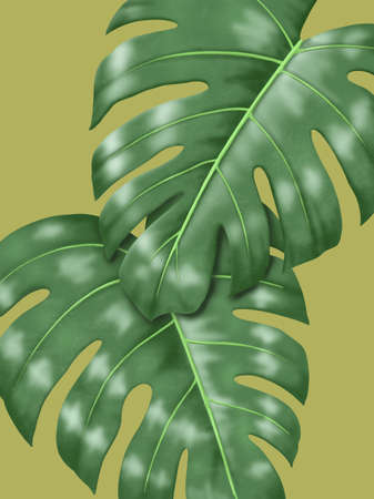 Monstera Leaf. Tropical nature background illustrationの写真素材