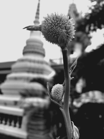 Strange beautiful white flower in the temple.の素材