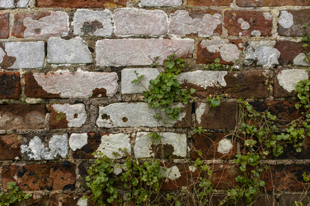 Close up an aging red and orange brick wall with crumbling mortar and bleached white spots and weeds growing up the wallの写真素材