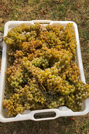 A large white container resting on the ground filled with white grapes from a harvest in the vineyardの写真素材