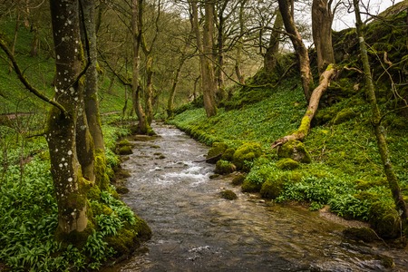 The River Aire weaves its way through lush green woods at Janets Foss, Malham, West Yorkshire, Englandの写真素材