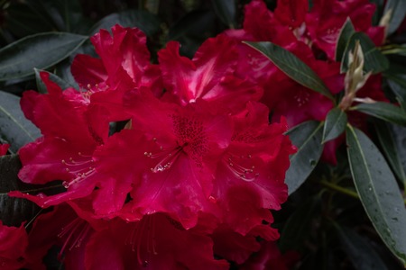 Beautiful vibrant pink Rhododendron bush in full bloom close up showing the intricate detail of the flower, nobody in the imageの写真素材