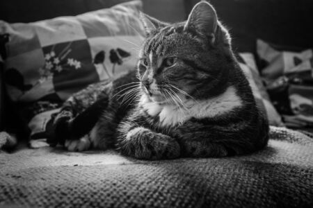 A close up of a cute tabby cat shot in black and white relaxing on a sofa, side profileの写真素材