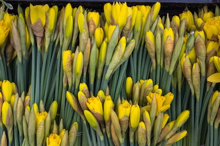 Close of bunches of cut daffodils for sale, bright yellow fresh flowers