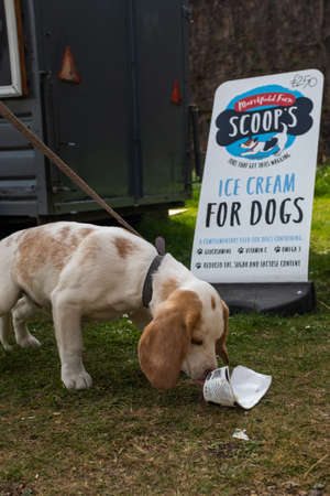 Harewood House, Harewood, Yorkshire, UK, April, 23, 2019: Harewood House, Harewood, Yorkshire, UK, April, 23, 2019: A small young brown and white puppy finishes eating an ice-cream designed just for dogs, with the company sign behind the puppyのeditorial素材