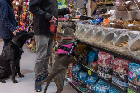 Exmouth, Devon, UK, April, 6, 2019: A young pitbull type of dog in a pet food store sniffing out a treat, while the owner pays and a black labrador sits patienly in the backgroundのeditorial素材