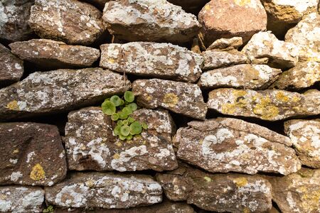 A close up of a rustic dry stone wall with a patch of green foliage, can be used as a backdrop or backgroundの写真素材