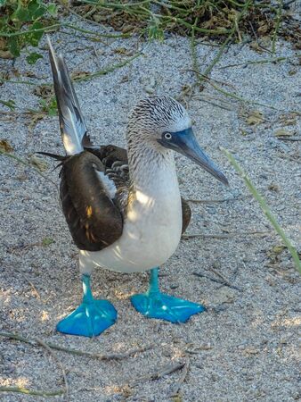 Close up of a single Blue Footed Booby standing own the sand in the Galapagos Islandsの写真素材