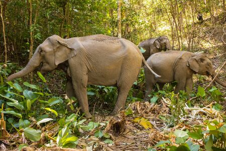three asian elephants eating in the Thai jungleの写真素材