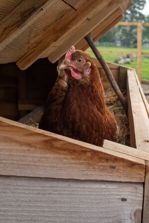 A close up of a inquisitive brown chicken pops it's head up in part of the chicken coupの写真素材
