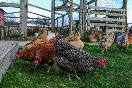 A low angle shot of chickens in the garden feeding on grubs and other insectsの写真素材