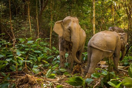 Two asian elephants eating and through the Thai jungleの写真素材
