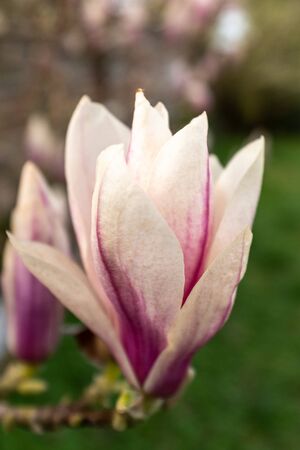 A close up of single Magnolia Satisfaction flower head, Latin name Magnolia x soulangeana Satisfaction, portrait aspectの写真素材