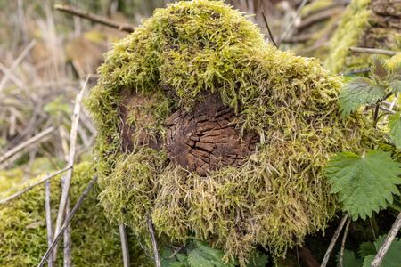 A close up of a moss covered tree stump surrounded by green foliageの写真素材