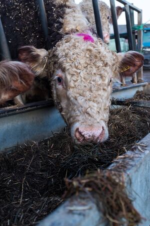 Close up head shot of a Hereford Cow eating hay from a food trough, portrait aspectの写真素材