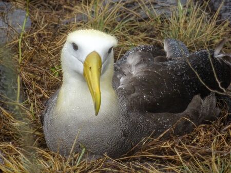 A close up of a waved albatross nesting on the ground looking towards the camera, in the Galapagos Islandsの写真素材