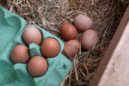 A close up of a collection of brown free range chickens eggs, 4 in a box and 4 still to be collected sitting on a bed of straw.の写真素材