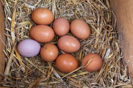 A close up of a collection of brown free range chickens eggs and one purple egg waiting to be to be collected sitting on a bed of straw.の写真素材
