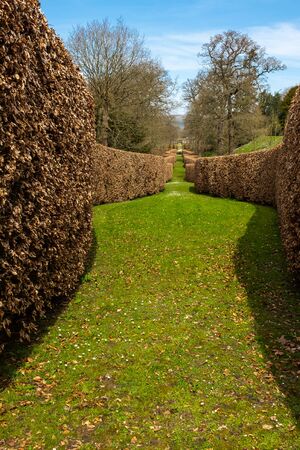A sweeping brown hedge cuts through the green garden in Derbyshire, England against a bright blue sky.の写真素材