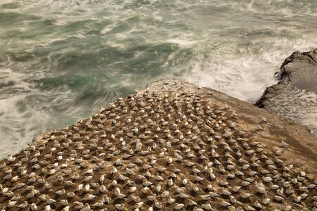 Gannett colony on a triangle shaped rock pointing out to  the wild ocean at Muriwai Beach on the West coast of New Zealandの写真素材