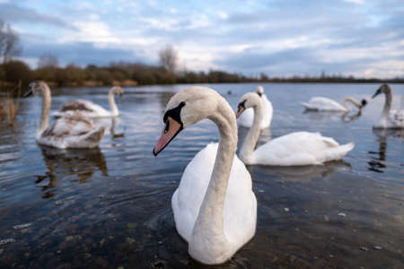 A group of swans on a lake with one swan close to the camera in the foregroundの写真素材