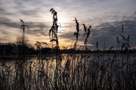 A landscape image of a peacful quiet lake at River Idle Nature Reserve sunset, reeds in the foreground silhouetted againt the lightの写真素材