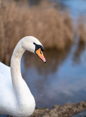 A close up of a single white swan with bright orange beakの写真素材