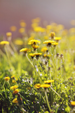 Coltsfoot spring flowerの写真素材