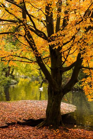 Single tree at lake with brown leavesの写真素材
