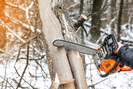 Manual chainsaw. Man hands, saws a tree in the woods in winter at sunsetの写真素材