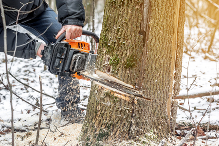 Manual chainsaw. Man hands, saws a tree in the woods in winter at sunsetの写真素材