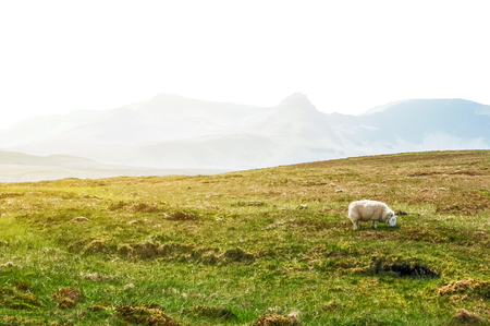 White Scottish sheep on a pasture in a mountain valleyの写真素材
