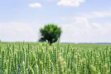 Lonely cherry tree in the middle of a wheat fieldの写真素材