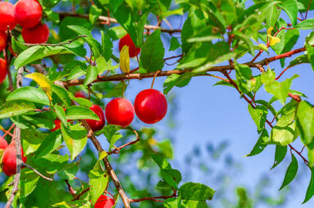 Red berry cherry plum on branches among green leaves. Harvest, healthy nutrition.の写真素材
