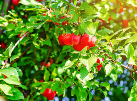 Red berry cherry plum on branches among green leaves. Harvest, healthy nutrition.の写真素材