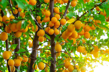 Yellow cherry plum berries on branches among green leaves. Summer harvest, healthy food, vegetarian foodの写真素材