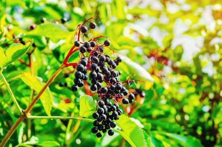 Bunches of ripe black elderberry in the forest. Medicinal plants, harvesting, wildlife
