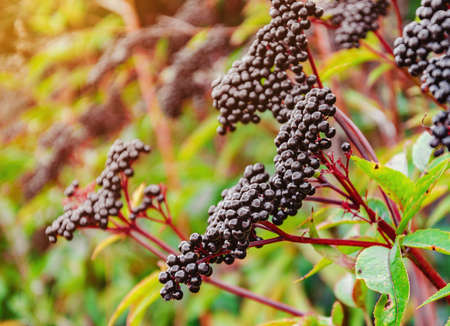 Elderberry black berries in the woods. Autumn