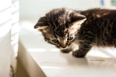 Little gray kitten on a light background. Soft focusの写真素材