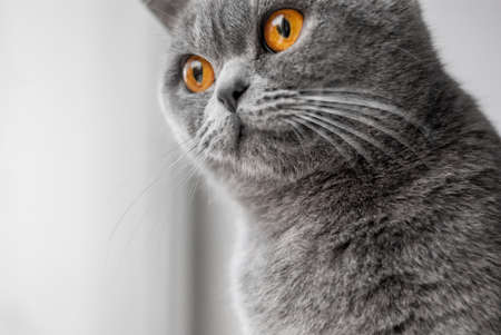 Portrait of a gray British cat, soft focus. Big eyes.の写真素材