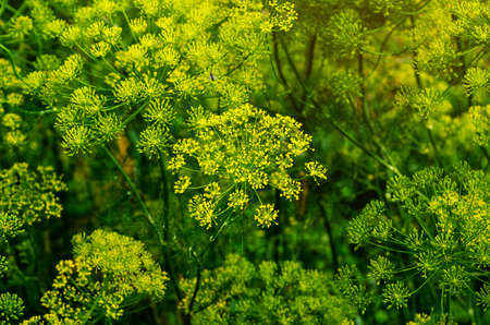 Inflorescences of green dill. Growing spices, condiments.