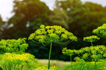 Inflorescences of green dill. Growing spices, condiments.