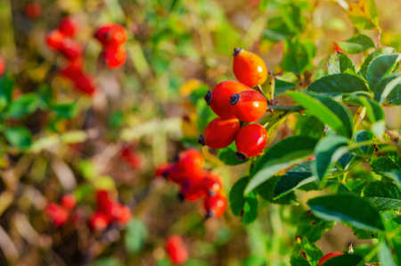 Red rosehip berries on the bushes.の写真素材
