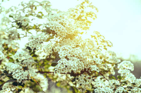 White flowers bush Spiraea in the sunlight