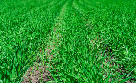 Young winter wheat grows in a field in even rowsの写真素材
